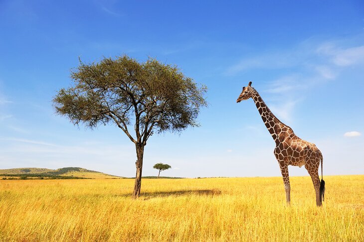 africa-best-places-to-visit-intro-paragraph-giraffe-tree.jpg africa-best-places-to-visit-intro-paragraph-giraffe-tree.jpg