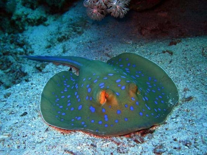 18171067ca833eb4cca344cf1228647b.jpg 18171067ca833eb4cca344cf1228647b.jpg