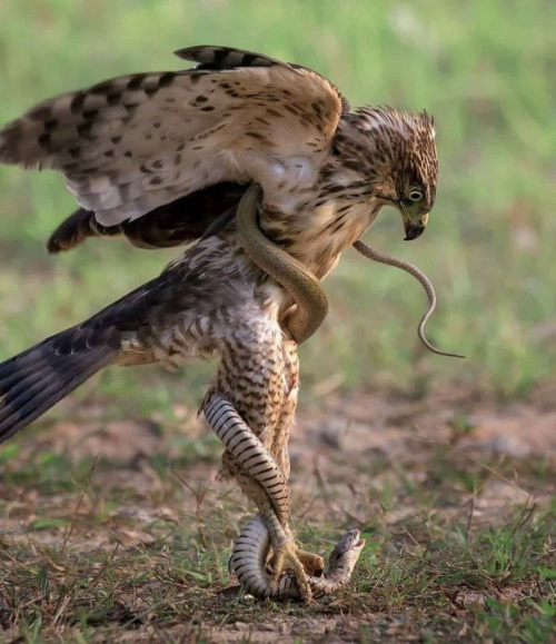 de0cc67a2b436d76e0761b3b41fcb76c.png de0cc67a2b436d76e0761b3b41fcb76c.png