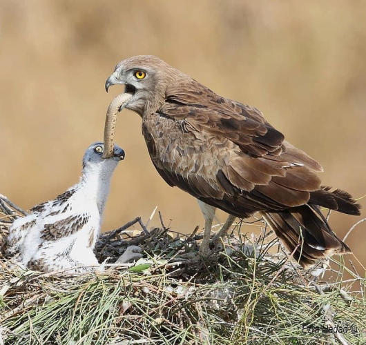 12ef6caeddcad1d03379c8c2afbf0e18.png 12ef6caeddcad1d03379c8c2afbf0e18.png