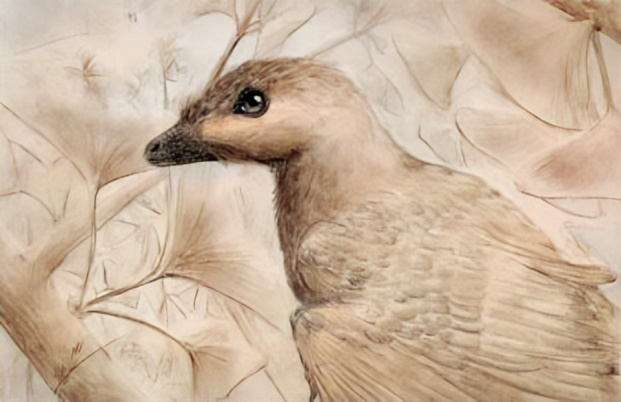 parabohaiornis-world71.spcs.bio (1).png