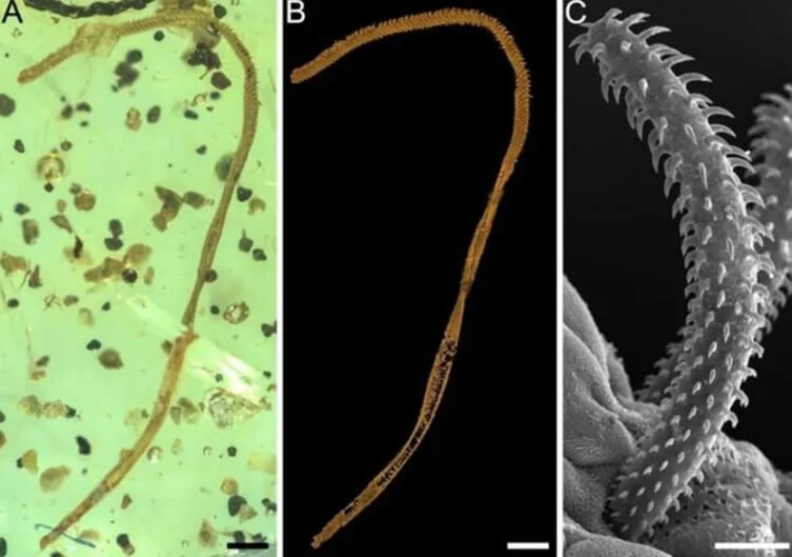 tapeworm_dino_3-750x528.png