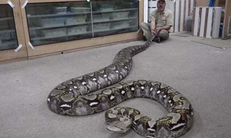 gigantic_snake_ancient_6-750x450.jpg